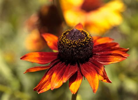 19 Beautiful Types Of Brown Flowers And What They Mean Oncidium Cattleya