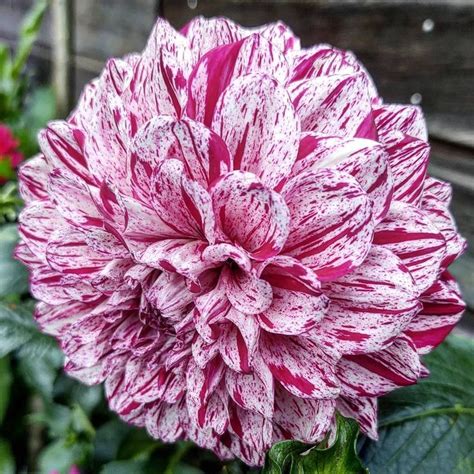 Mb Blumen On Instagram Dahlia Marble Ball The Most Beautiful