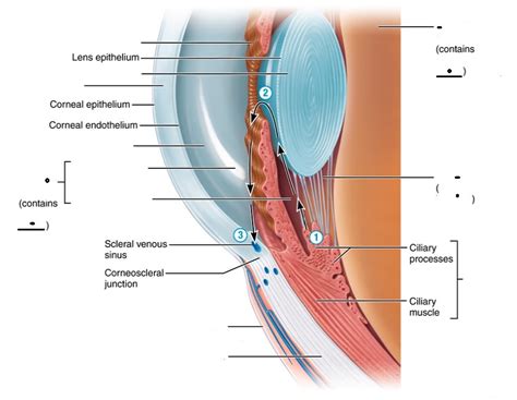 Eye Anatomy Anterior Segment Diagram Quizlet