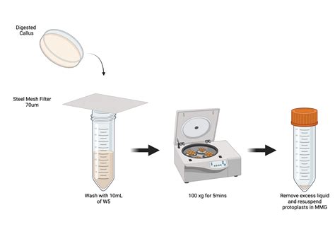 Protoplast isolation | BioRender Science Templates