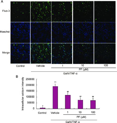 Effect Of Pf On Intracellular Free Ca In Galn Tnf A Induced L