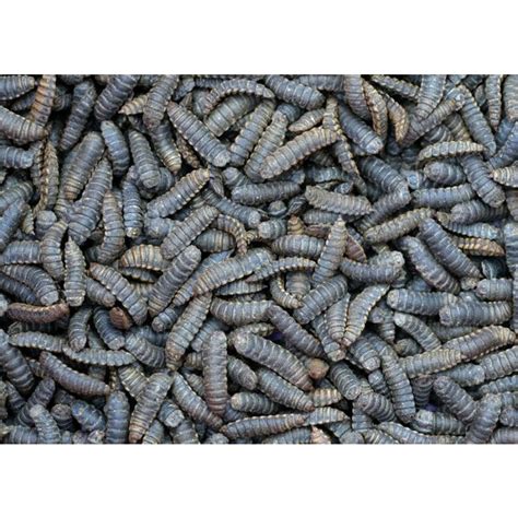 Jual Pupa Prepupa Maggot Bsf Calon Indukan Lalat Maggot Berat 100 Gr