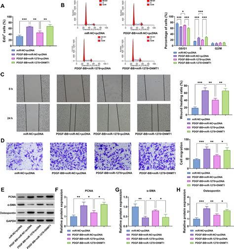 Mir Targeted Dnmt To Repressed Cell Proliferation And Migration