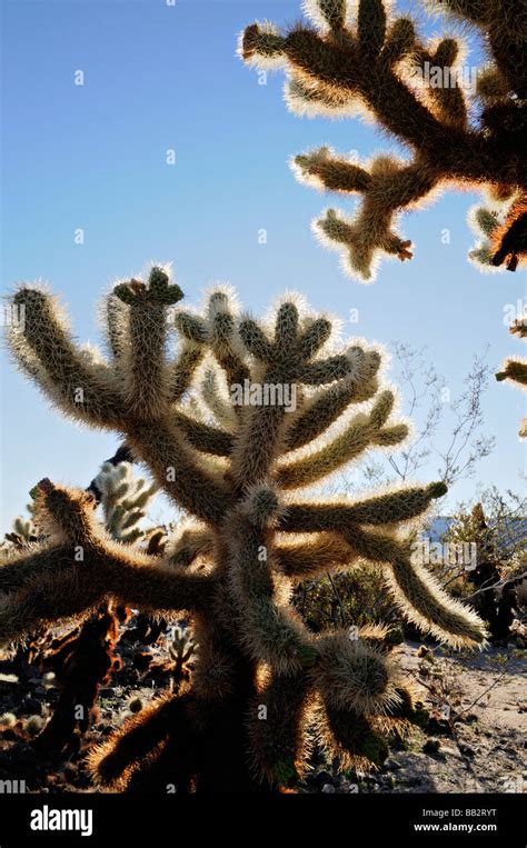 Cholla cactus Opuntia bigelovii Jumping Teddy Bear Cholla Cactus Garden ...