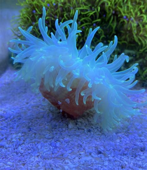 Anemone Long Tentacle Live Gem Factory Ltd