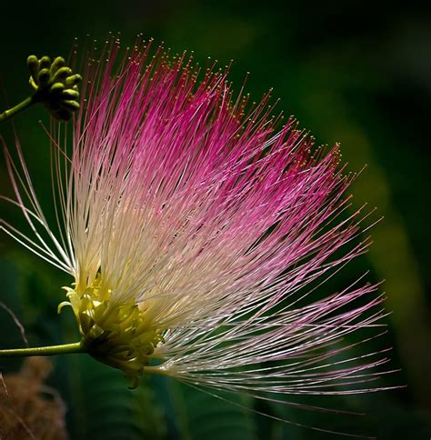 Flower Tropical Exotic Free Photo On Pixabay Pixabay