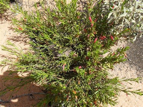 BNP - Eremophila glabra