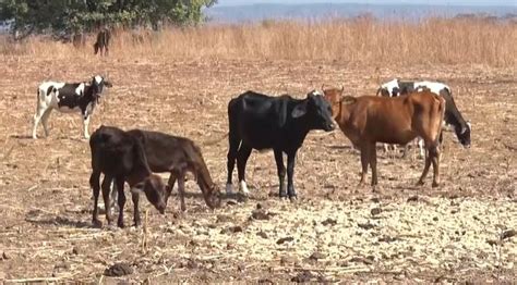 Clostridium mais de 20 animais morreram por intoxicação de bactérias