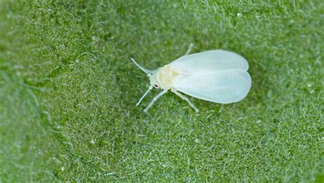 El Insecticida Casero Que Es Oro L Quido Para Eliminar La Mosca Blanca