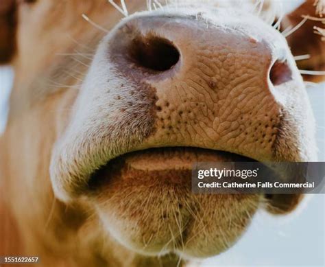 161 Flared Nostril Stock Photos High Res Pictures And Images Getty