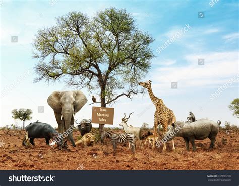 436 Wildlife Conference Images Stock Photos And Vectors Shutterstock