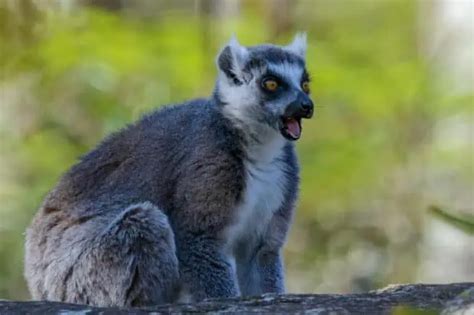 10 Lemur Facts: A Look at These Endangered Animals