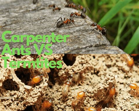 Signs Of Termites In Yard