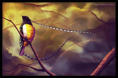 King Of Saxony Bird Of Paradise On Behance