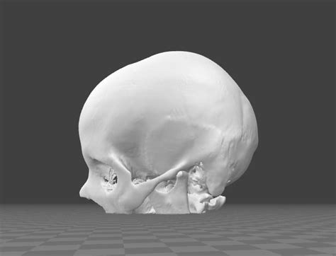 Human Skull Female Age 24 3d Model Cgtrader