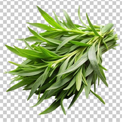 Tarragon Herbs On Transparent Background Premium Ai Generated Psd