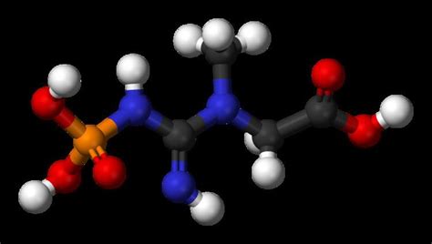 Phosphocreatine - Alchetron, The Free Social Encyclopedia