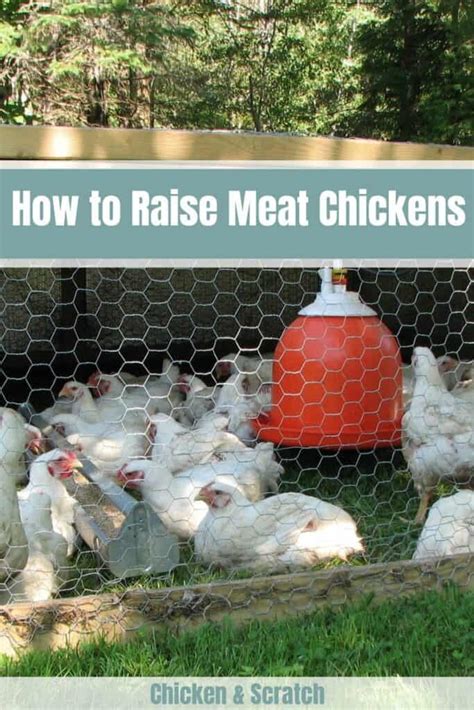 How To Raise Meat Chickens