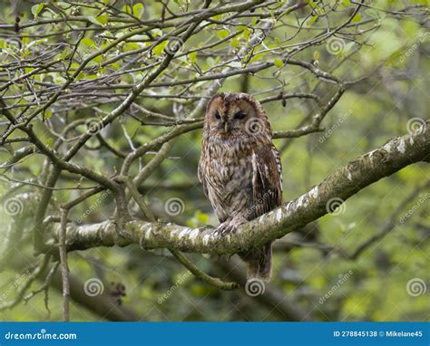 Tawny Owl Strix Aluco Stock Photo Image Of Roosting