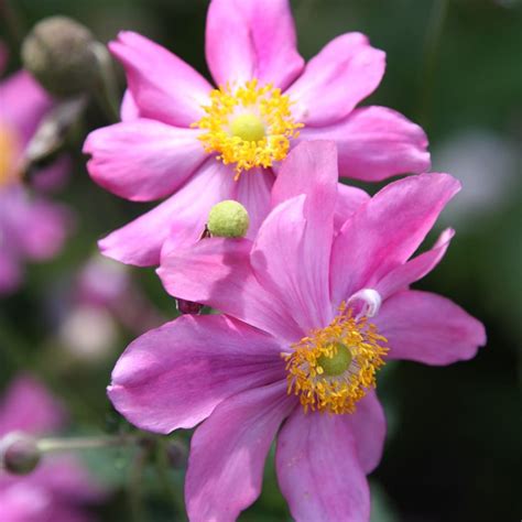 Buy Japanese Anemone Anemone Hupehensis Var Japonica Prinz Heinrich