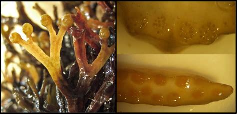 Figure 3 From Fucus Radicans Reproduction Adaptation A Distribution Patterns Semantic Scholar