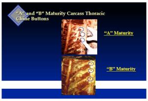 Beef Quality And Yield Grading