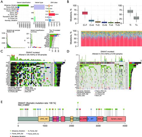 Mutation Level And Clinical Correlation Analysis Of The DNAH7 Gene In