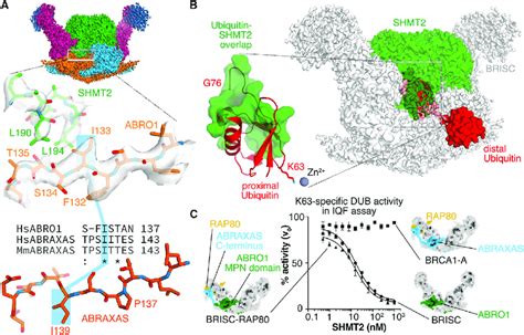 Metabolic Enzyme SHMT2a Binds Specifically To BRISC Inactivating It