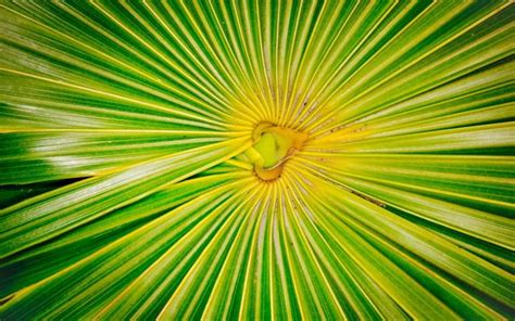 50 Tropical Palm Leaf Wallpapers WallpaperSafari