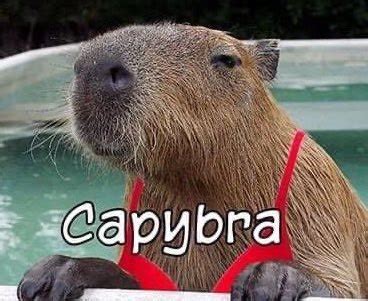 On Twitter Rt Capybara Man