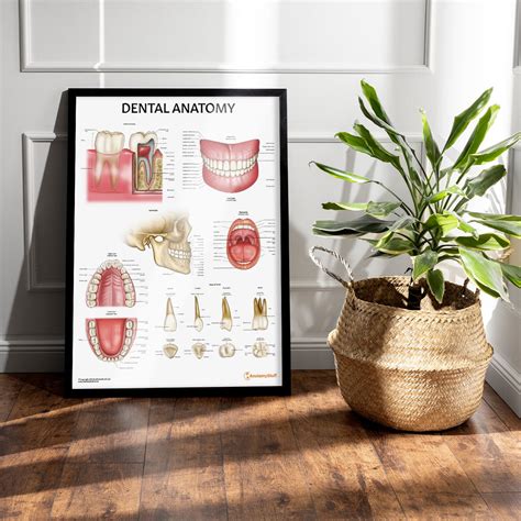 dental anatomy poster human teeth  jaw chart oral anatomy