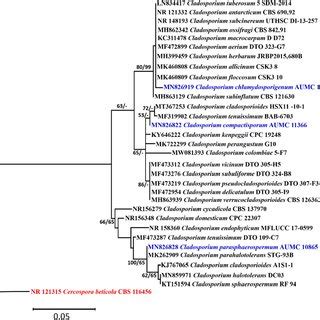 Maximum Likelihood Phylogenetic Tree Generated From ML MP Combination