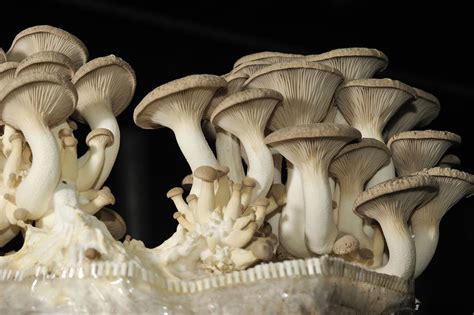 King Oyster Mushroom Description Uses Nutrition And Facts Britannica