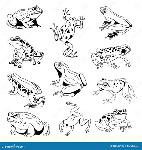 Diverse Frogs Vector Art Collection Cartoondealer