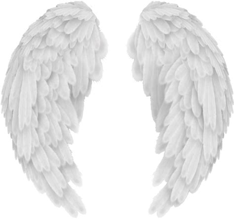 Angel Wings Outline Transparent