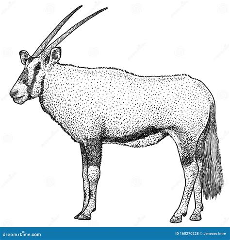 Oryx Illustration Drawing Engraving Ink Line Art Vector