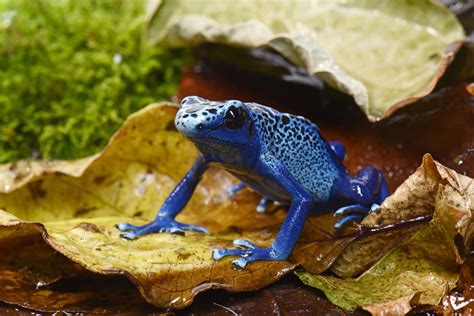 Tipos De Sapo Conheça Os Principais Do Brasil E Do Mundo Guia Animal