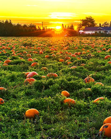 pumpkin patch wall art digital  instant art pumpkin art