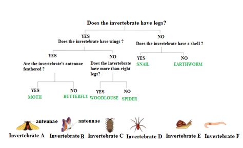 Dichotomous Key For Insects Edrawmax Editable Template 54 Off