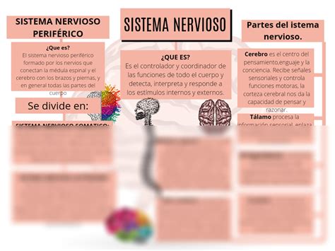 Solution Mapa Conceptual Sistema Nervioso Studypool Images The Best