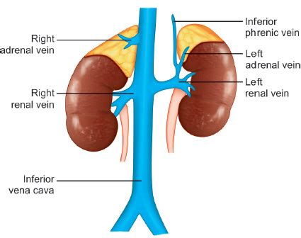 Adrenal Vein Anatomy