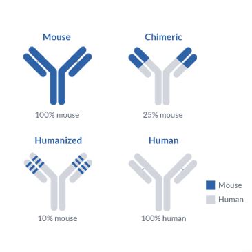 How humanized antibodies revolutionized drug development - ProteoGenix