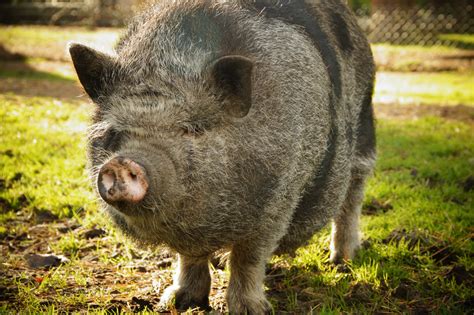 Pot Bellied Pig Pet Free Stock Photo Public Domain Pictures