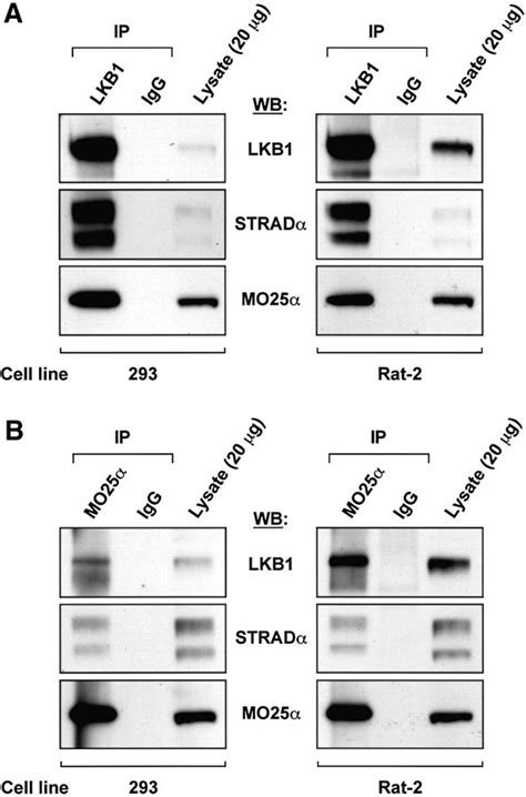 MO25α β interact with STRADα β enhancing their ability to bind