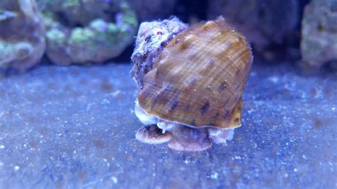 Best In Shell Snails For The Reef Aquarium Reef2reef