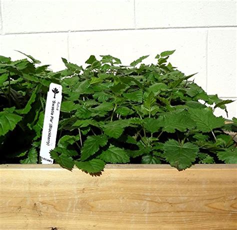 Blackberry "Sweetie-Pie" Plants (4 Plants) | AmericanGardener.com