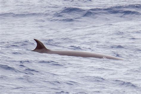 Rorqual boréal Faits images et plus sur le Rorqual boréal