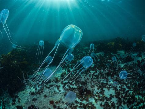 Box Jellyfish Anatomy