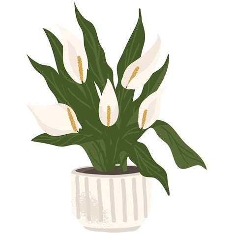 Premium Vector Blossom Green Plant Vector Calla Lily In Pot Icon