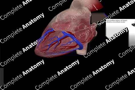 Circumflex Artery of Heart | Complete Anatomy